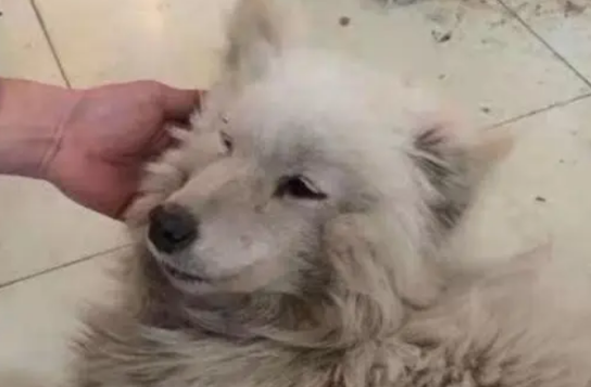 萨摩耶被狗贩子当街抢走,一年后,我在朋友圈看到了它…… 萨摩耶被狗贩子当街抢走,一年后,我在朋友圈看到了它……