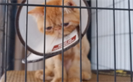 晚上睡觉要不要把猫关笼子里