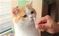 猫蚤用什么可以杀死它