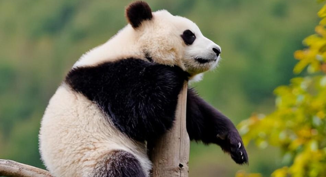 大熊猫过往悲惨史：被欧洲人剥皮做标本，被美国人偷走，差点灭绝