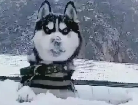 第一次看见雪的二哈,顿时解除了“封印”,二哈:别愣着,快吃啊 第一次看见雪的二哈,顿时解除了“封印”,二哈:别愣着,快吃啊