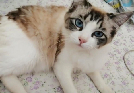 母猫发情怎么办减少痛苦