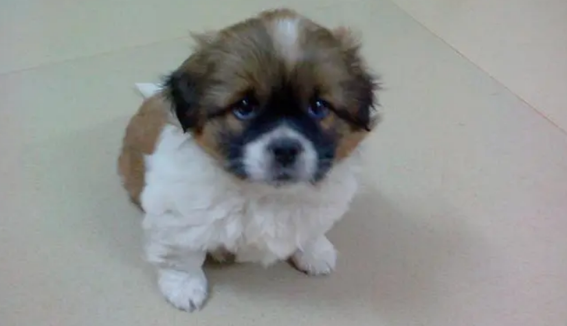绣球幼犬价格多少钱一只