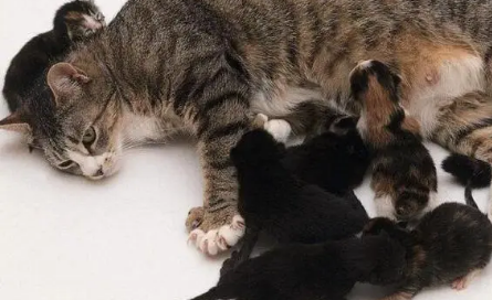 母猫生完肚子里有死胎表现 母猫生完肚子里有死胎表现