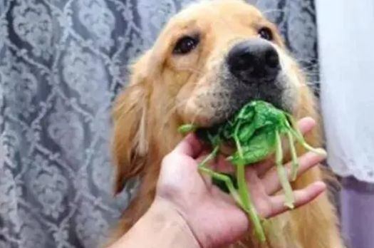 狗狗可以吃菠菜吗