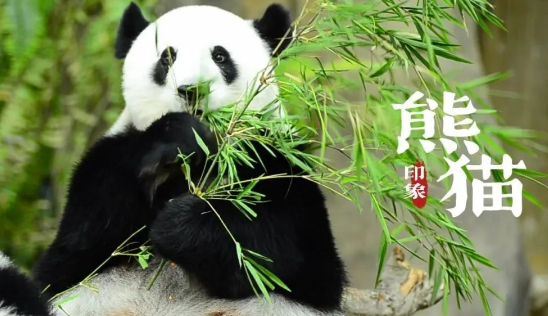 个体研学 || 看中国,国宝活化石——大熊猫 个体研学 || 看中国,国宝活化石——大熊猫