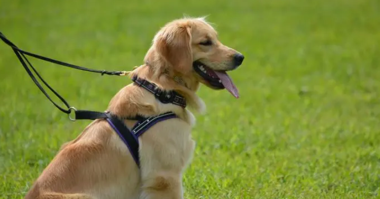 最适合家养的大型犬,更显霸气不矫情 最适合家养的大型犬,更显霸气不矫情