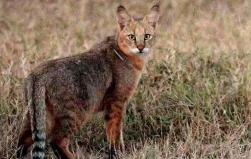 西表山猫灭绝了吗 西表山猫灭绝了吗