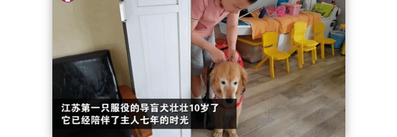 10岁导盲犬工作7年即将退休,退休后的它会去哪里? 10岁导盲犬工作7年即将退休,退休后的它会去哪里?