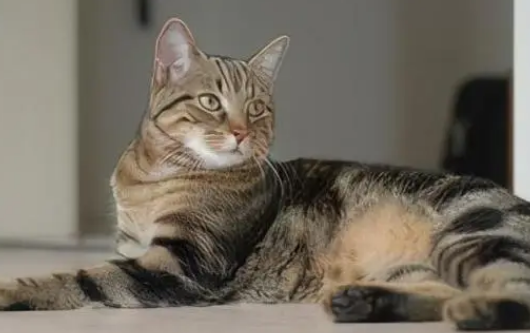 猫最长寿命能活多少年