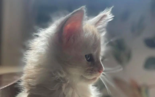 养了只全网最丑缅因猫,头巨大还斗鸡眼,主人愁哭了…谁知一夜变身,超美 养了只全网最丑缅因猫,头巨大还斗鸡眼,主人愁哭了…谁知一夜变身,超美