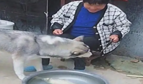 哈士奇一直护着不让杀鱼,等上菜后,二哈却一脸享受满脸写着真香 哈士奇一直护着不让杀鱼,等上菜后,二哈却一脸享受满脸写着真香