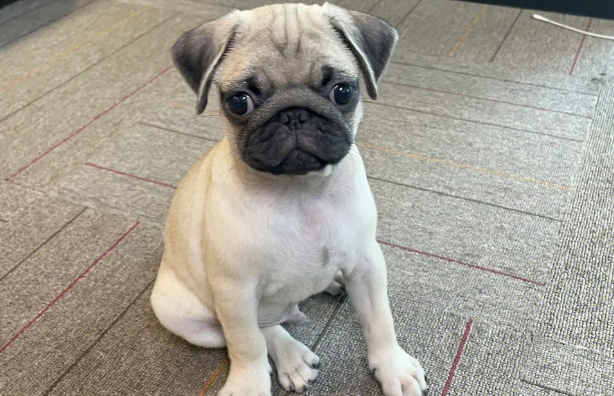 巴哥犬怎么样 可以根据它的体型来选择