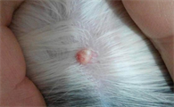 猫脂肪瘤怎么治疗