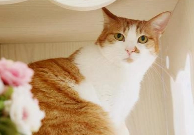 如何知道猫有没有发烧 如何知道猫有没有发烧