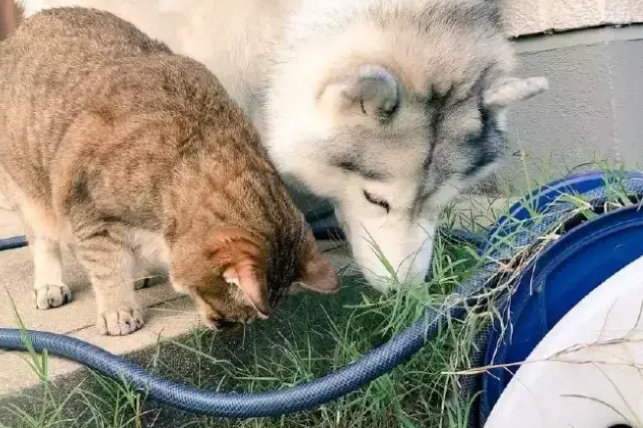 主人找不到二哈和猫咪,出门一看,这两货在聚众吃草 主人找不到二哈和猫咪,出门一看,这两货在聚众吃草