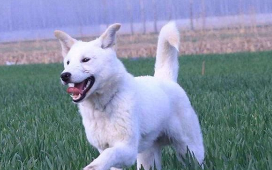 珍岛犬野性大发
