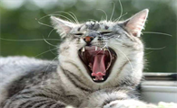 猫张嘴伸舌头快速喘气