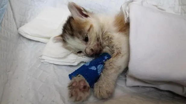 猫已经10多天没吃东西了