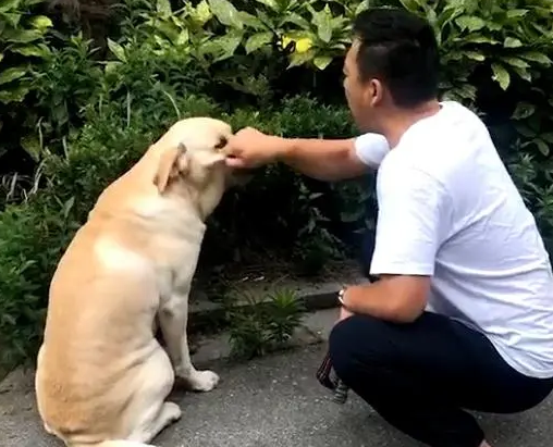 狗狗捡垃圾吃,被主人教训,随后狗狗的动作让主人直接笑场 狗狗捡垃圾吃,被主人教训,随后狗狗的动作让主人直接笑场