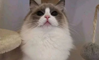 为什么不能看小猫生宝宝