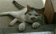 小猫弄坏门框后带主人指认现场