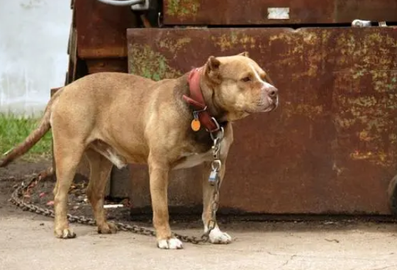 比特犬适合当警犬吗