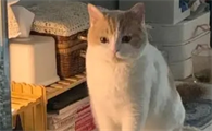 晚上需要给猫留灯吗