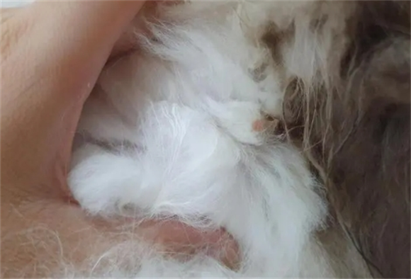 猫怎么判断是尿路感染