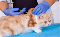 猫一生需要打几次疫苗