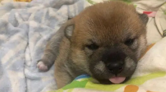 刚刚满月的柴犬,一天一个样,它们真是太可爱了! 刚刚满月的柴犬,一天一个样,它们真是太可爱了!