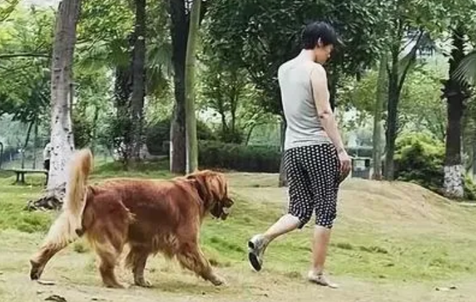 人与狗之间交流的软件 人与狗之间交流的软件