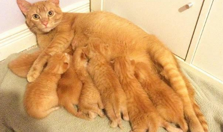 母猫一年生几次小猫 母猫一年生几次小猫