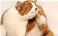 小猫总是挠耳朵是因为什么