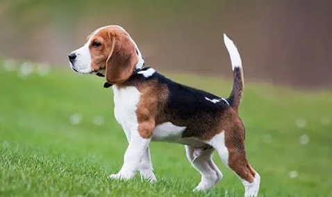 比格犬拉稀怎么办 找到拉稀的原因有哪些