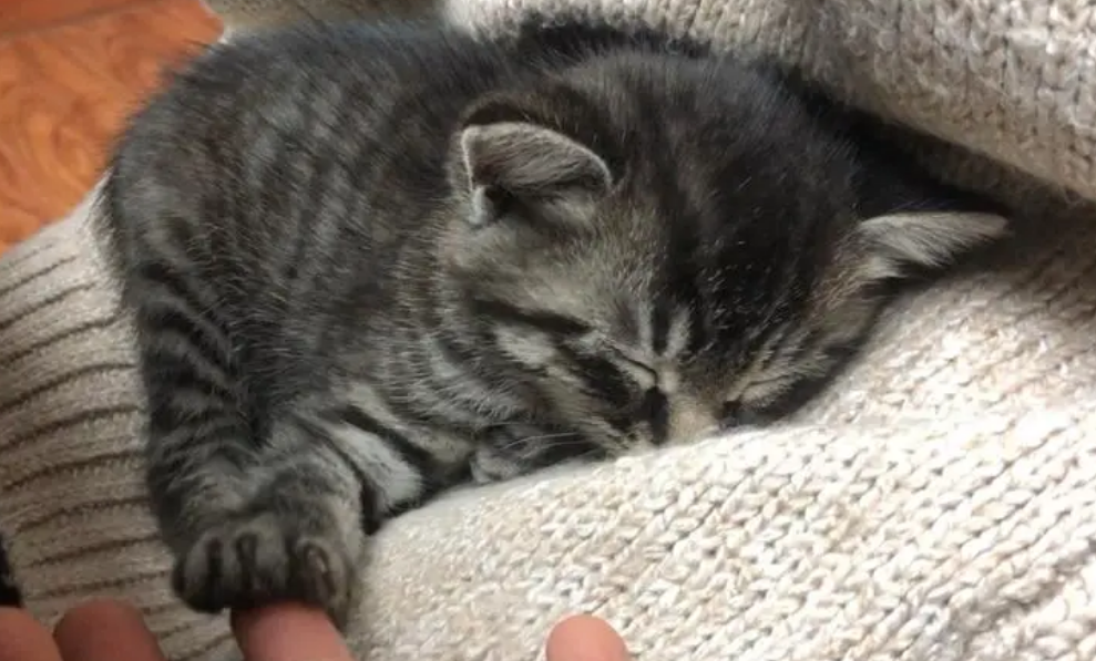 猫真的很可恶虐猫是对的