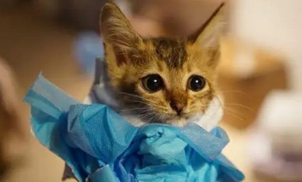 如何训练猫咪听话
