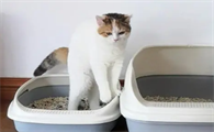 母猫怀孕后乱拉屎是什么原因
