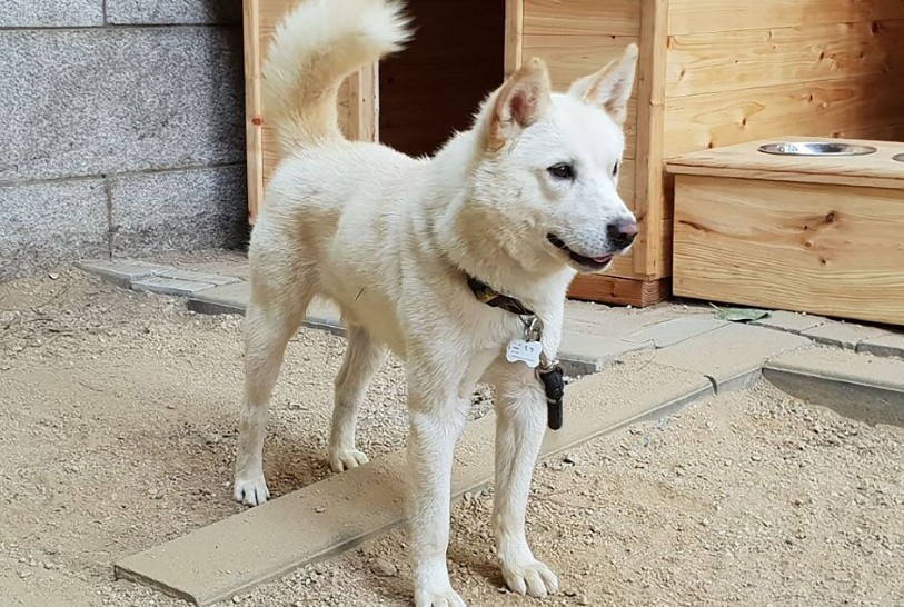 丰山犬是土狗吗
