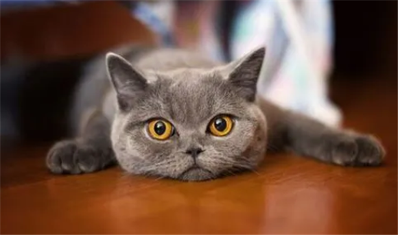 仙气飘飘古风的猫咪名字 仙气飘飘古风的猫咪名字