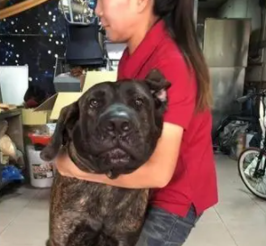 帅气高山犬咬破新裤被骂委屈流泪,妈妈气炸:麦假! 帅气高山犬咬破新裤被骂委屈流泪,妈妈气炸:麦假!