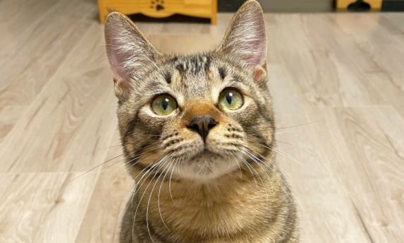中华雀猫长什么样