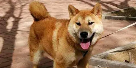 主人带柴犬到公园拴在树上，然后去和别人聊天了，柴犬：我咋办？