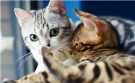 母猫藏小猫该干涉吗