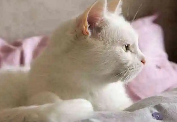 梦见猫丢了到处找猫