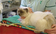 猫重度肾衰去世前状态