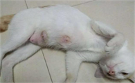 猫有几个奶点