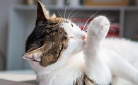 猫走路甩爪子什么情况