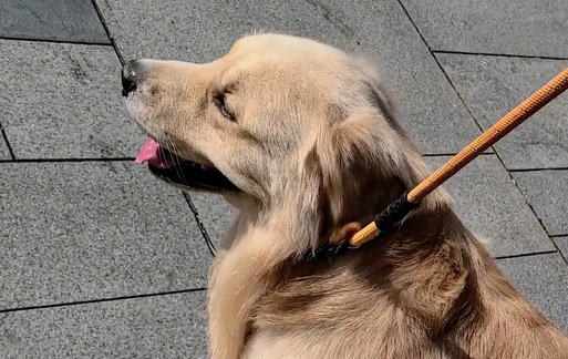 金毛的主人真是赚钱高手,让狗狗自己卖身,前来尝试的人还很多 金毛的主人真是赚钱高手,让狗狗自己卖身,前来尝试的人还很多