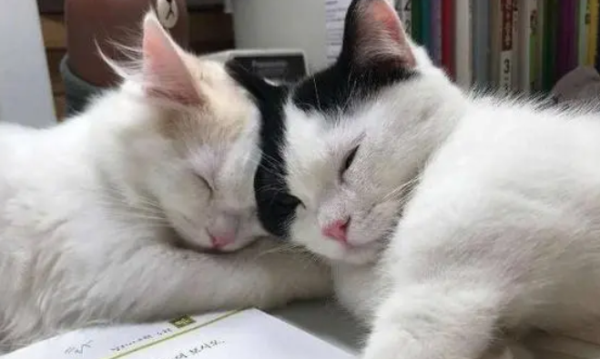 小奶猫陪主人做作业，却传来呼噜声